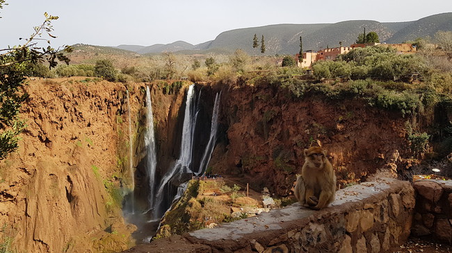 Macaque de Barbarie aux cascades d’Ouzoud, un site naturel réputé du Maroc