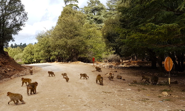 Macaques de Barbarie vivant en liberté sur une place du Moyen Atlas au Maroc