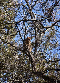 Des macaques de Barbarie observent les visiteurs à notre destination dans le Moyen Atlas
