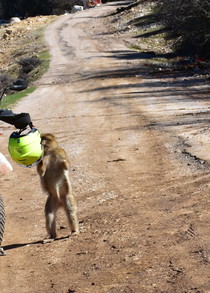 Macaques de Barbarie dans leur environnement naturel au cœur du Moyen Atlas
