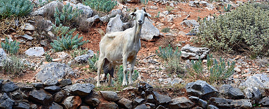 Raubtiere Peleponese