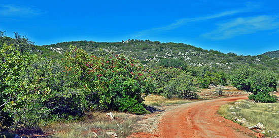 Buschtour Peleponese