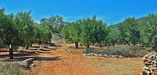 Buschtour Peleponese