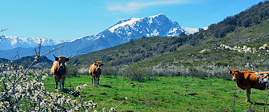 Quadtouren Korsika