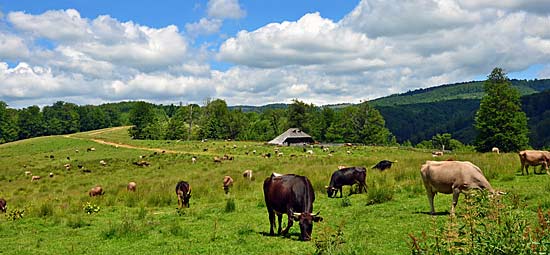 Rast auf der Alm, Smalltalk mit Hirten