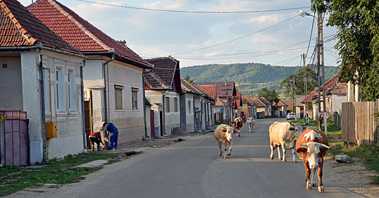 Kühe Rumänien
