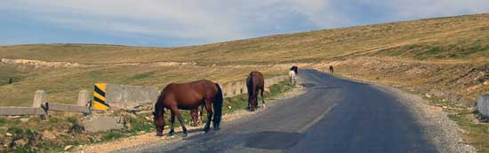 Transalpina Pass