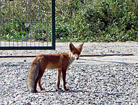 Füchse in Rumänien