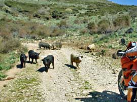 enduro_sardinien_f.jpg