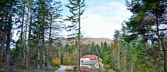 Waldwege Slowenien