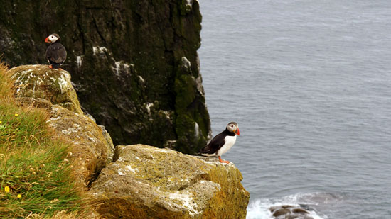 Zu den Papageientauchern in Island