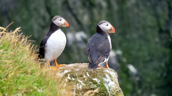 Zu den Papageientauchern in Island