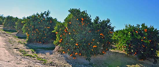 Orangenplantagen Spanien