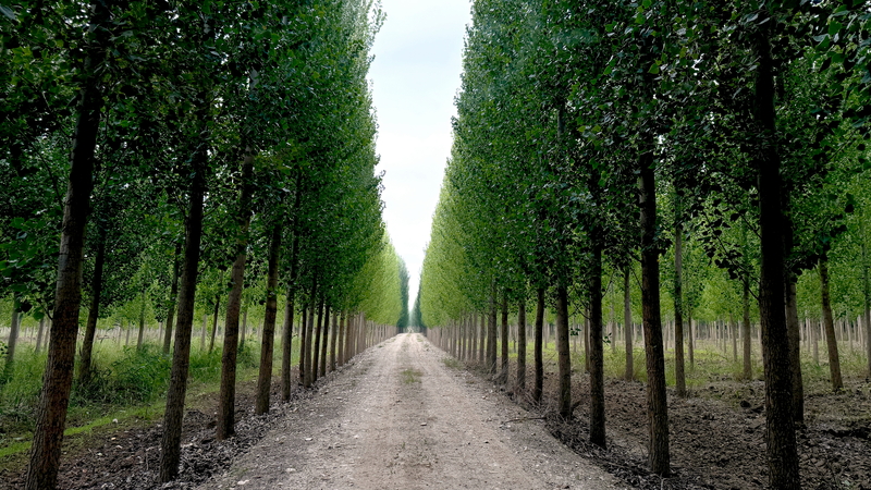 The route passes through several Sierra National Parks in Andalusia. The route passes through several Sierra National Parks in Andalusia.