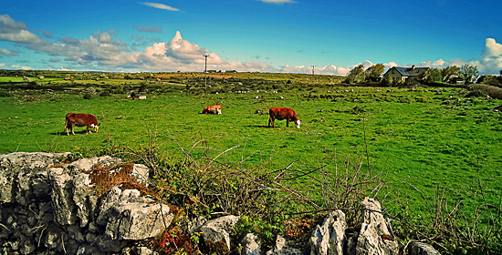 Irland grün grün grüner