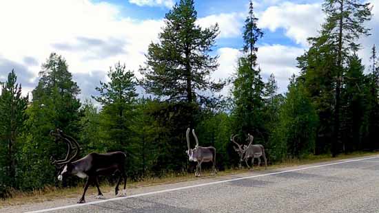 Durch Finnland und Polarkreis