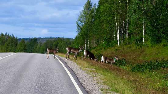 Durch Finnland und Polarkreis