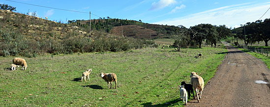 Landwirtschaft Portugal