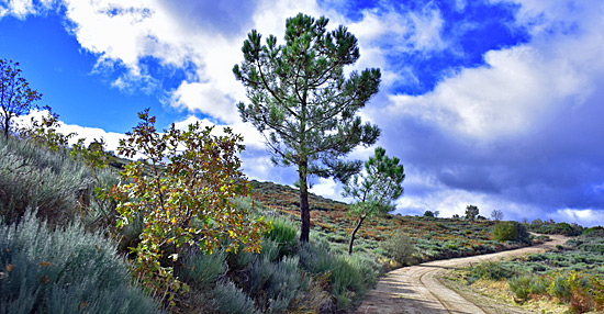 Portugal Jeep Safari