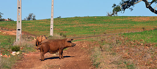 Enduro Algarve