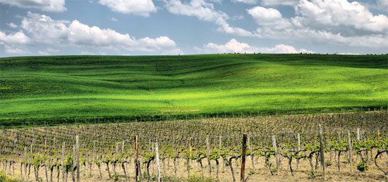 Weinberge Toskana