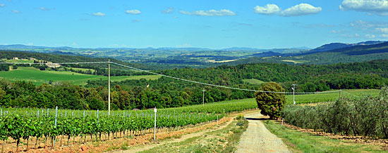 Weinberge Toskana