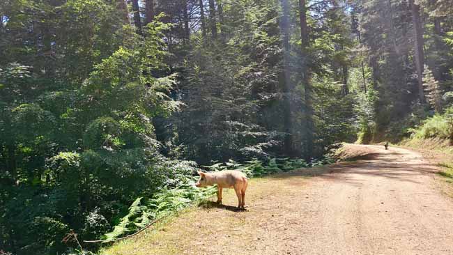 Korsika Wildnistour mit der Reiseenduro