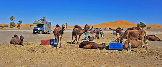 Dromedare und Dünen Marokko