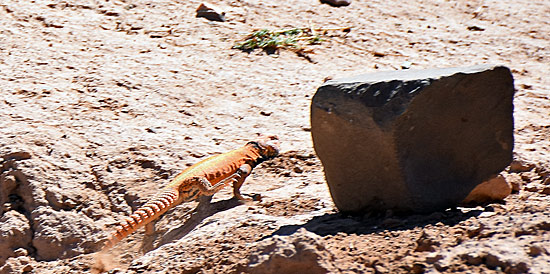 Wüstenpiste Marokko