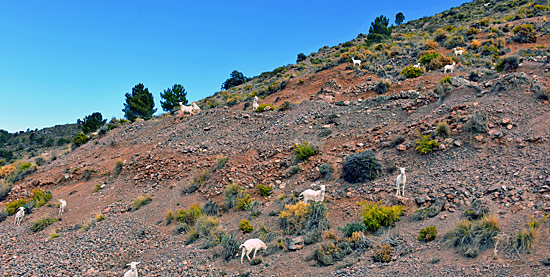 Truck offroad spanien