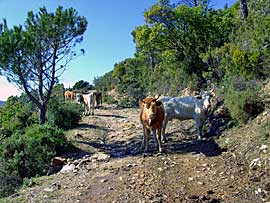 sardinien_motorrad_b.jpg