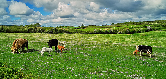 Wohnmobilreisebericht Irland Galway