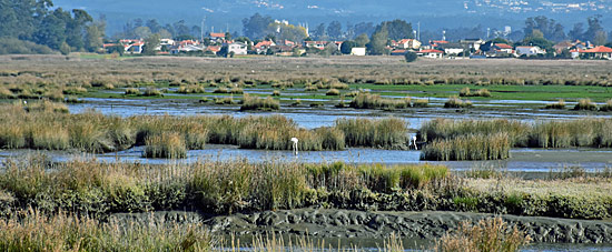 Flamingo Portugal